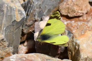 Do�u Elfinstonyas�&nbsp;(Euchloe&nbsp;penia)