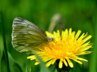 izgili Da Beyazmelei (Pieris bryoniae)