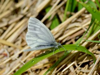 izgili Da Beyazmelei (Pieris bryoniae)