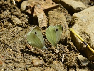 Yalanc Beyazmelek (Pieris pseudorapae)