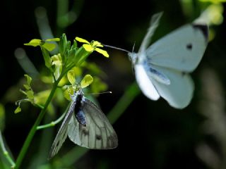 Yalanc Beyazmelek (Pieris pseudorapae)