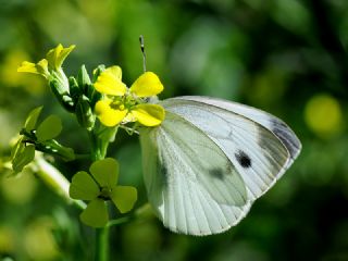 Yalanc Beyazmelek (Pieris pseudorapae)