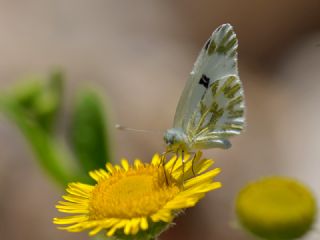 Kk Beneklimelek (Pontia chloridice)