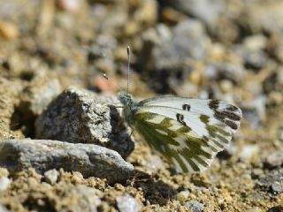 Kk Beneklimelek (Pontia chloridice)