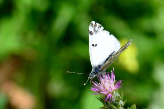 Kk Beneklimelek (Pontia chloridice)