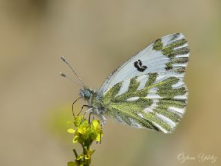 Kk Beneklimelek (Pontia chloridice)