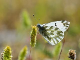 Kk Beneklimelek (Pontia chloridice)