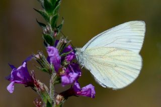 ran Beyazmelei (Pieris persis)