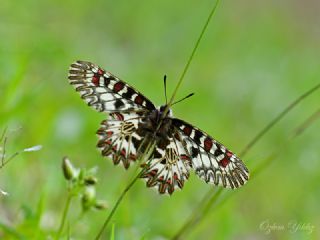 Gney Fistosu (Zerynthia polyxena)