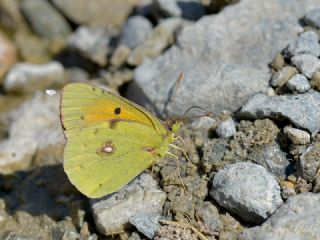 Kafkas Azameti (Colias caucasica)