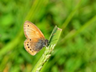 Rus Zpzp Perisi (Coenonympha leander)