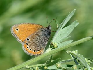 Rus Zpzp Perisi (Coenonympha leander)