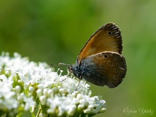 Kafkasya Zpzp Perisi (Coenonympha symphita)