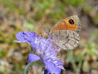 Kafkas Gzelesmeri (Erebia graucasica )