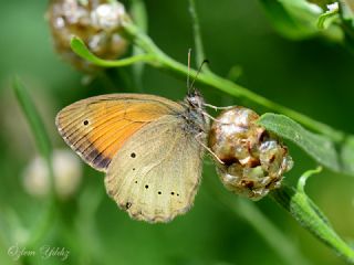 Kaya Esmeri (Kirinia clymene)