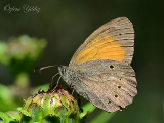 Kaya Esmeri (Kirinia clymene)