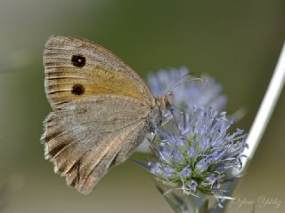 Esmerperi (Hyponephele lupina)