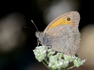 Esmerperi (Hyponephele lupina)