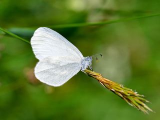 Narin Orman Beyaz (Leptidea sinapis)