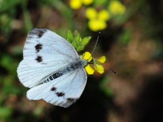 Yalanc Beyazmelek (Pieris pseudorapae)