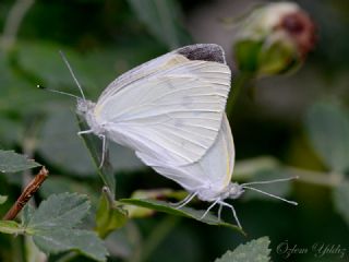 Byk Beyazmelek  (Pieris brassicae)