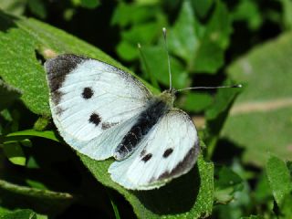 Byk Beyazmelek  (Pieris brassicae)
