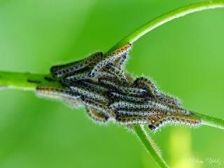 Byk Beyazmelek  (Pieris brassicae)