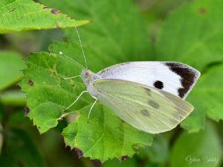 Byk Beyazmelek  (Pieris brassicae)