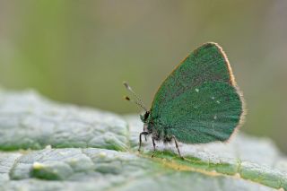 Ign Zmrt, Minikzmrt (Callophrys mystaphia)