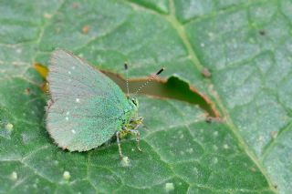 Ign Zmrt, Minikzmrt (Callophrys mystaphia)