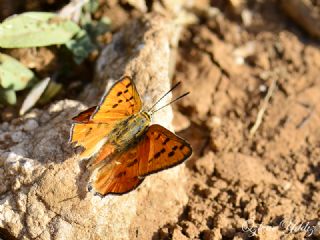 Uygur �eytanc���&nbsp;(Cigaritis&nbsp;uighurica)