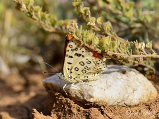 Uygur �eytanc���&nbsp;(Cigaritis&nbsp;uighurica)