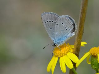 Mavi Osiris (Cupido osiris)