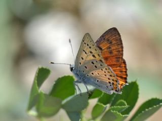 Byk Mor Bakr Gzeli (Lycaena alciphron)