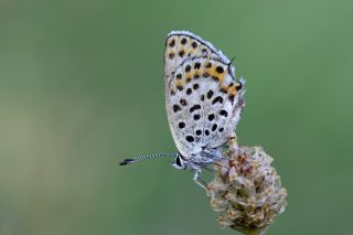 Frat Bakr Gzeli (Margelycaena euphratica )