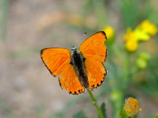 Alev Ategzeli (Lycaena kefersteinii)