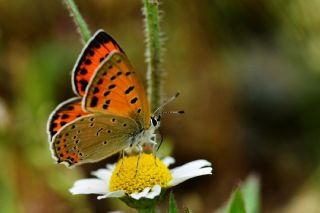 Anadolu Ate Gzeli (Lycaena asabinus)