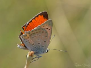 Da Atei (Lycaena thetis)