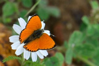 Alev Ategzeli (Lycaena kefersteinii)