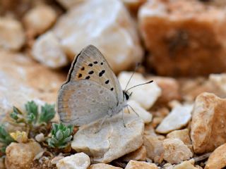 Da Atei (Lycaena thetis)