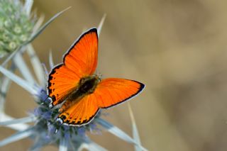 ran Ate Gzeli (Lycaena lampon)