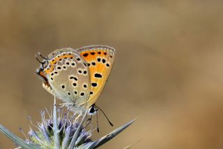 ran Ate Gzeli (Lycaena lampon)