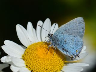 Mavi Sevbeni (Satyrium armenum)