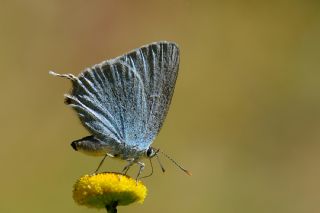 Mavi Sevbeni&nbsp;(Satyrium&nbsp;armenum)