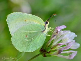 Kleopatra (Gonepteryx cleopatra)