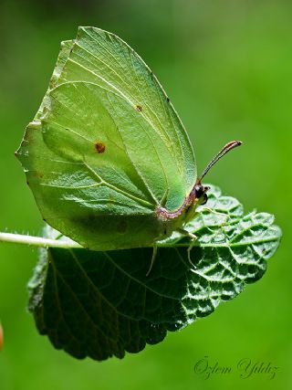 Kleopatra (Gonepteryx cleopatra)