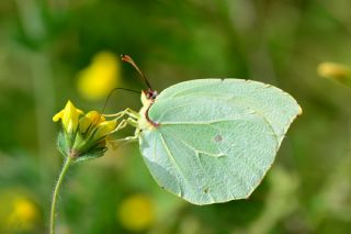 Kleopatra (Gonepteryx cleopatra)