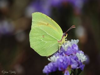 Kleopatra (Gonepteryx cleopatra)