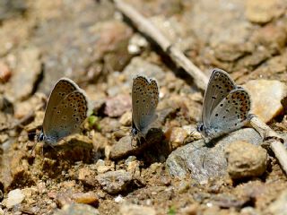 Anadolu Esmergz (Plebejus modicus)