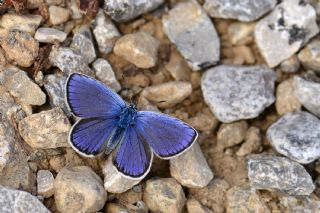 Anadolu Esmergz (Plebejus modicus)